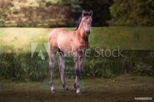 Picture of Foal in a forest during sunrise